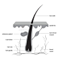 Hair Follicle Structure  Hair Shaft Gland  Lash Vision
