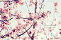 12921393345327、spring、blossom、pink、lovely