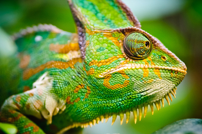 Photograph Cameleon ...