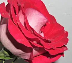 红色,玫瑰,自然美,华丽的,贺卡,浪漫,情人节卡,色彩鲜艳,阿根廷,植物