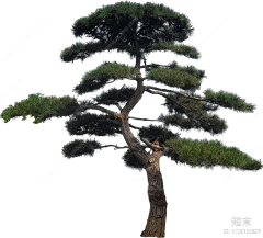 Anez采集到植物素材