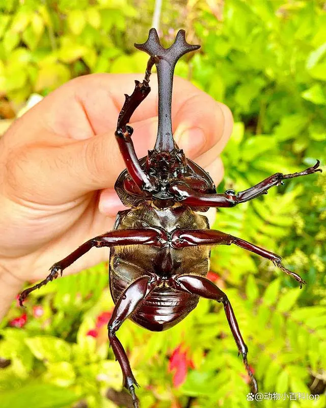 独角仙飞行的搜索结果_百度图片搜索图片_幻想生物图片素材-花瓣网