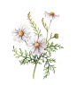 洋甘菊