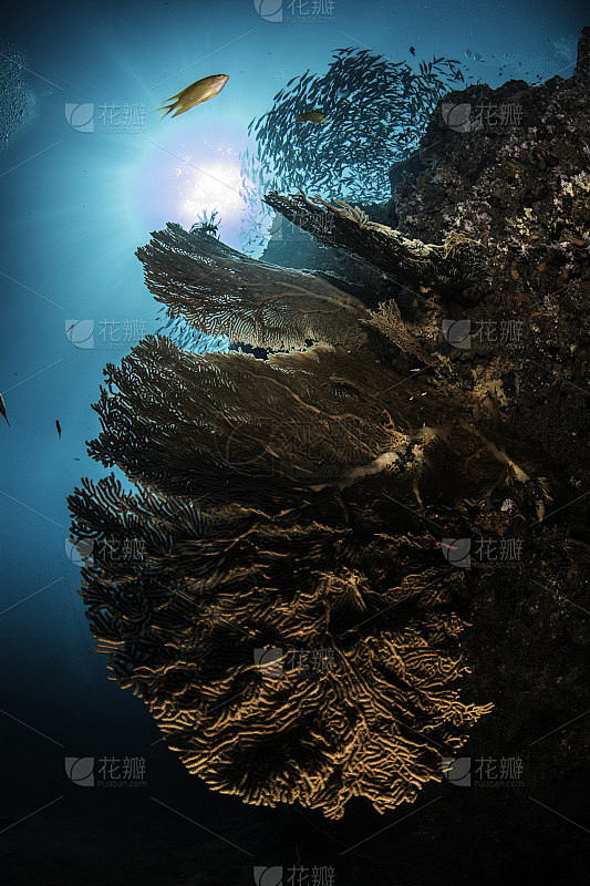 海扇和太阳