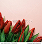 Border frame made of red tulips on a pale pink pastel background. Floral composition with copy space