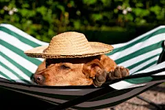 点击来源直接获取大图文件 |Dog on vacation