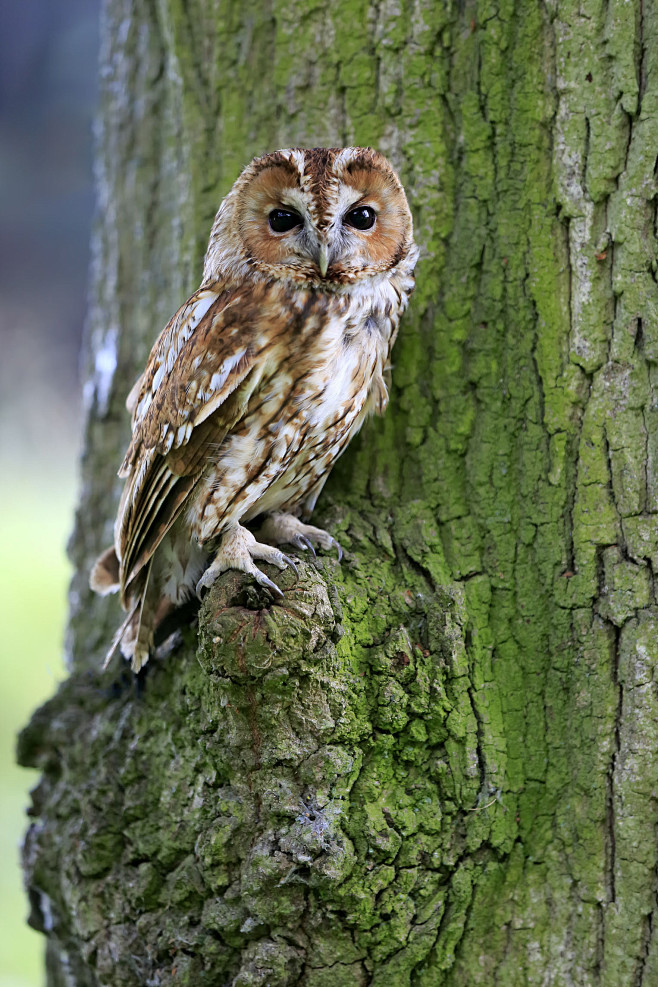 鸮形目鸱鸮科林鸮属灰林鸮棕色
