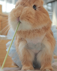 彡鱼亖采集到bun_borike_