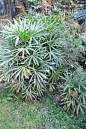 矮棕竹植物图片