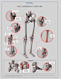 anatomy for sculptors-193