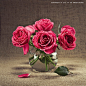查看《静物摄影玫瑰花，花卉摄影～！》原图，原图尺寸：800x800