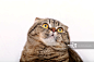创意图片素材 - NLP RF _A 素材【宠物猫】采下来_T201973 #率叶插件，让花瓣网更好用_http://ly.jiuxihuan.net/?yqr=18991109#