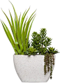 ** Pandanous & Succulent In White Oval | Faux Plants – Inside Stores