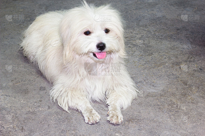 狮子狗和西施犬的杂交犬