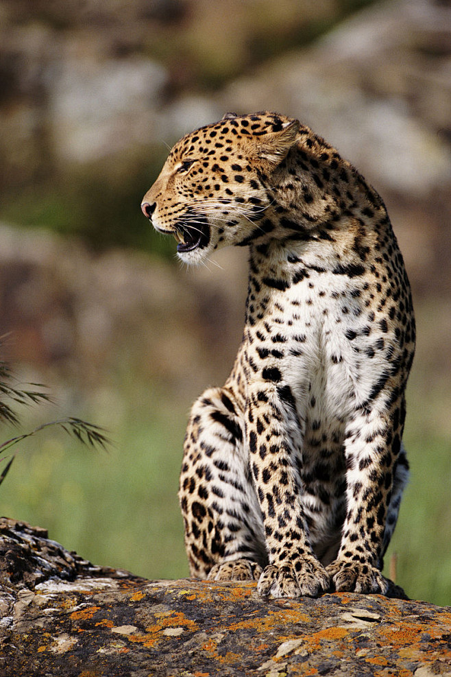食肉目猫科豹属非洲豹