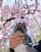 樱花树下的兔子 ​​​ ​​​​