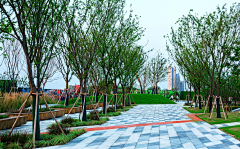 Lusia0702采集到树阵