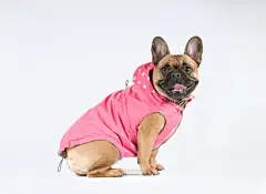 点击来源直接获取大图文件 |法国斗牛犬