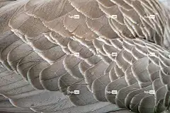 羽毛 鸭毛 高清背景 高清壁纸 质地 鸟 自然 背景