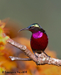 紫喉太阳鸟