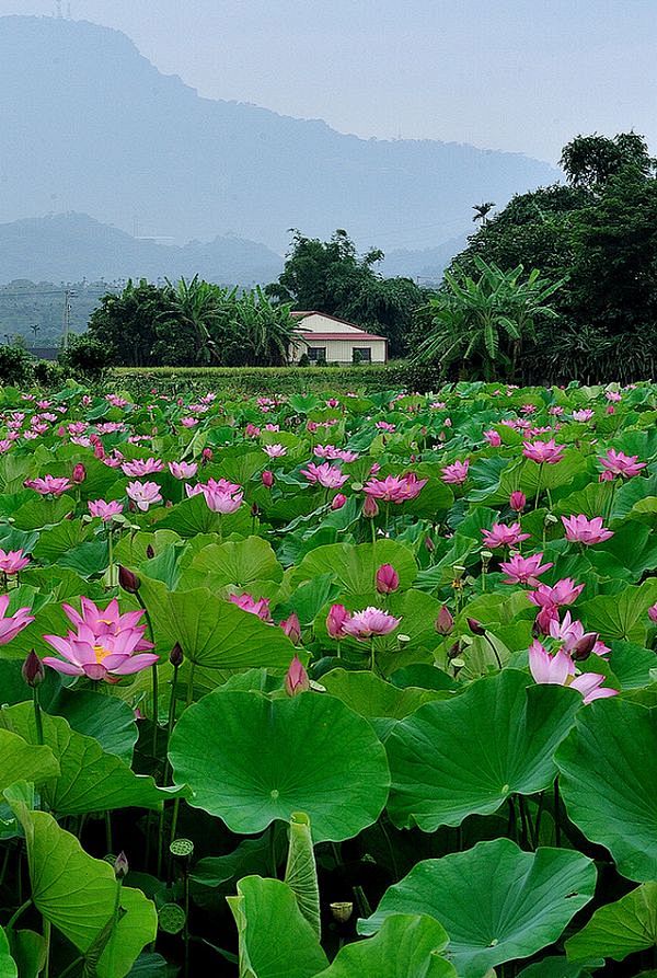 莲花