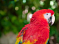 Macaw by Oleg Gutsol on 500px