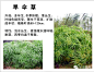 有一种美，藏在观赏草中……-新景观设计-微头条(wtoutiao.com)