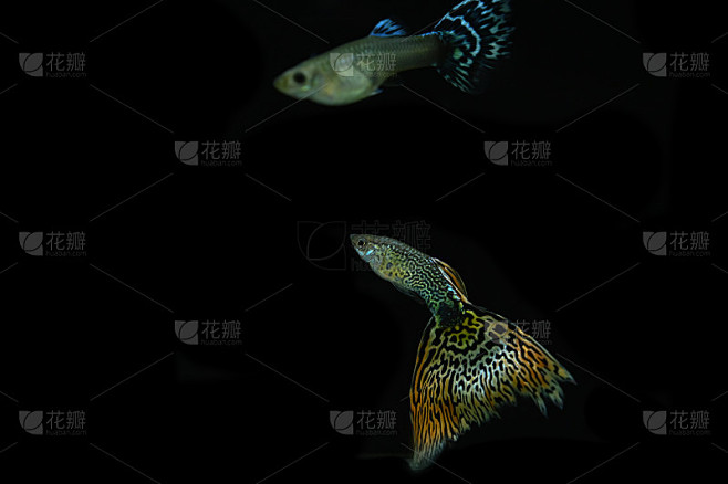 亚洲古比鱼鱼