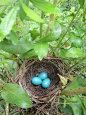 Cat Bird nest update, they’ve stopped at 3 eggs. Now we wait for hatching.