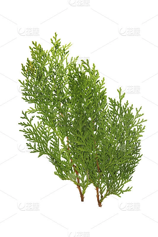 白色背景上的柏枝的装饰性植物成分素材-花瓣网