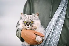 点击来源直接获取大图文件 |Funny grey cat sitting in shoulder cat bag carrier in owner arms outdoors