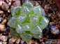 玉露(Haworthia obtusa var.pilifera)
    百合科十二卷属植物。原产南非开普省。植株群生，莲座叶盘4厘米大。绿色几乎透明的叶2—3厘米长、1．3厘米宽，两边圆凸，透明叶表皮有深色线条，顶端有细小的“须”。花序高35厘米，白花。
    玉露株形小，晶莹可爱，对光线要求低，极其适合室内摆放。栽培宜用浅盆，培养土可用较肥沃的沙壤土。冬季维持5℃以上12℃以下。对阳光敏感，阳光过强时叶色灰暗。对空气湿度要求较高，空气湿度过低时叶尖的须甚至老叶迅速枯萎。繁殖用分株非常简便。
