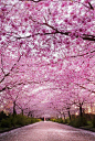 ZO7OiOiIGv1mitpvbVbyZdzbuk0.jpg (500×746) _专项-竹林/绿林/花林花海夹道_T202115 #率叶插件，让花瓣网更好用_http://ly.jiuxihuan.net/?yqr=17160864#