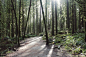 matchbox-mouse:
“Sun streaming through the gaps in the trees.
On a hike in Golden Ears Provincial Park, British Columbia
”