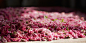 Fresh China - Natural Skin Care Products With Rose Water & Rose Petals - Fresh