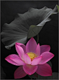 Lotus flower