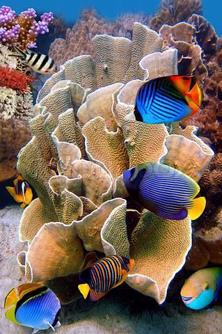 在五颜六色的珊瑚礁附近的热带鱼储蓄照片