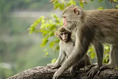 动物 猴子 动物摄影图片图片壁纸