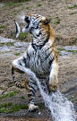 2022 TIGRE