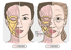 陌小晨采集到医美科普图