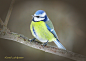 蓝山雀（学名：Cyanistes caeruleus）雀形目 山雀科 蓝山雀属
Blue Tit Portrait by Leonid Fedyantsev on 500px