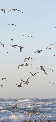 风景 手机壁纸 背景图