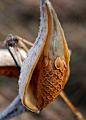Milkweed pod by Lucie Veilleux