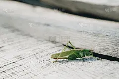 在一个旧的木头表面上的绿色蝗虫