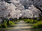 漫步樱花树