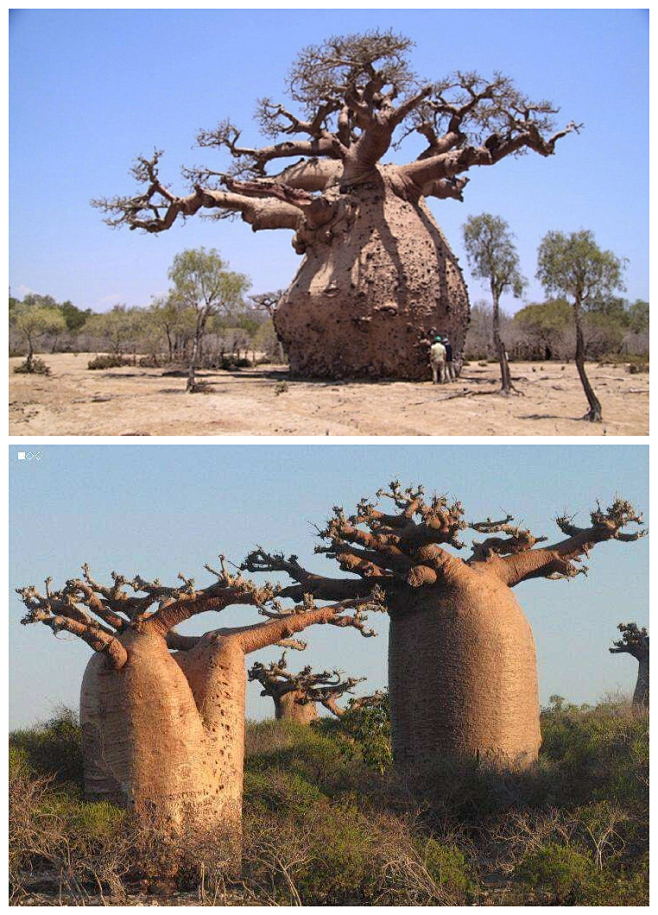 猴面包树可在其树干中储存多达32000加...