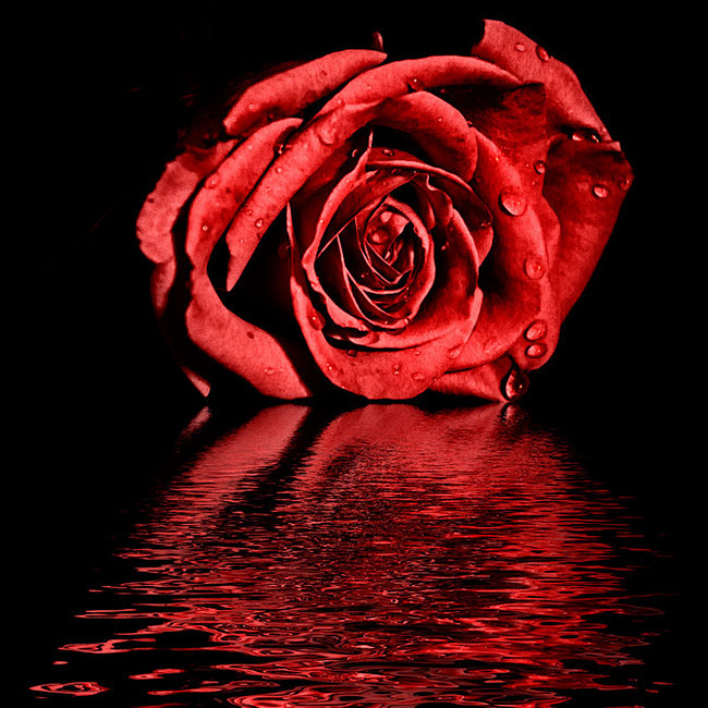 红玫瑰,露珠,水面,倒影,质感,保湿,补...