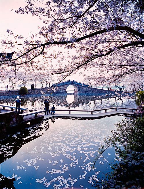 Cherry blossom - Yua...