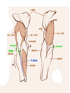 小紫胖采集到肌肉