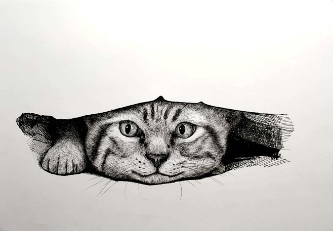 钢笔画     猫